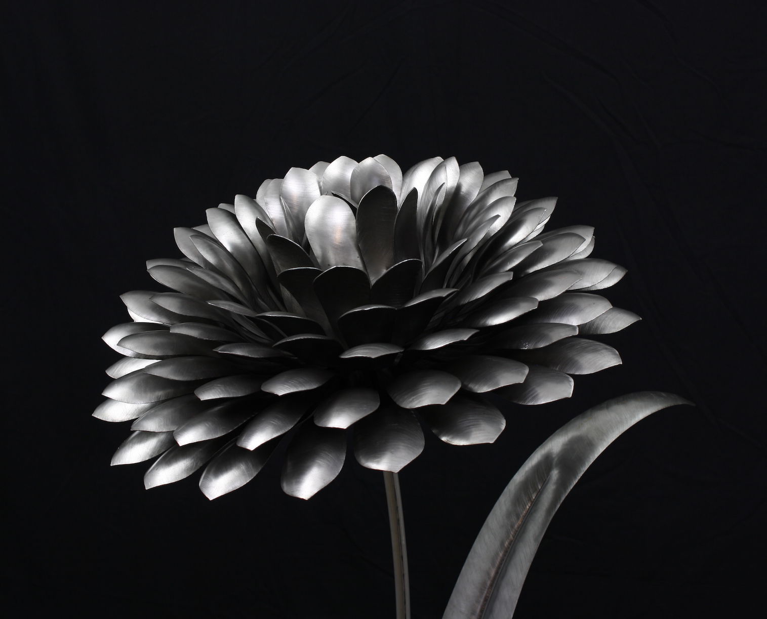 Zinnia by Bill Bracket